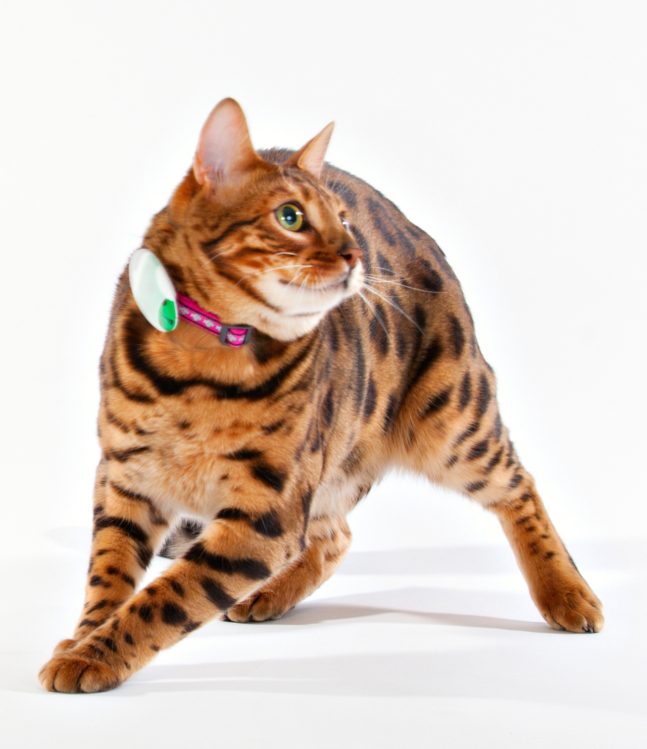 petfinders dogs petfinder m500 pet tracker locator small tag 500m range cats dogs petfinders dogs petfinder m500 pet tracker locator small tag 500m range cats dogs